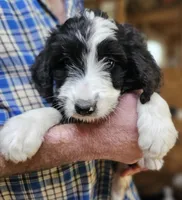 Bernedoo Fc, a female Bernedoodle for sale in Urbana, OH – 8 of 10