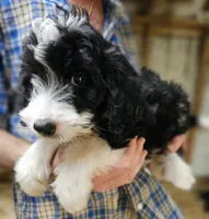 Bernedoo Fe, a female Bernedoodle for sale in Urbana, OH – 7 of 10