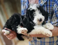 Beredoo Ma, a male Bernedoodle for sale in Urbana, OH – 8 of 10