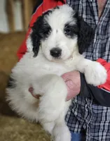 PYREDOODLE Mb, a male Great Pyrenees and Poodle - Standard  for sale in Urbana, OH – 10 of 10