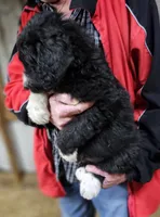 PYREDOODLE Mc, a male Great Pyrenees and Poodle - Standard  for sale in Urbana, OH – 6 of 10