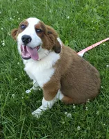 Sophies Fa, a female Bernese Mountain Dog and Great Pyrenees for sale in Urbana, OH – 4 of 10