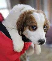 Sophies Fc, a female Bernese Mountain Dog and Great Pyrenees for sale in Urbana, OH – Photo 4 of 8