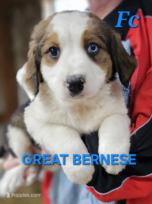 Sophies Fc – Bernese Mountain Dog puppy for sale in Urbana, OH