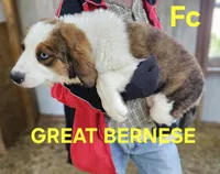 Sophies Fc, a female Bernese Mountain Dog and Great Pyrenees for sale in Urbana, OH – Photo 3 of 8