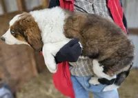 Sophies Fc, a female Bernese Mountain Dog and Great Pyrenees for sale in Urbana, OH – Photo 6 of 8