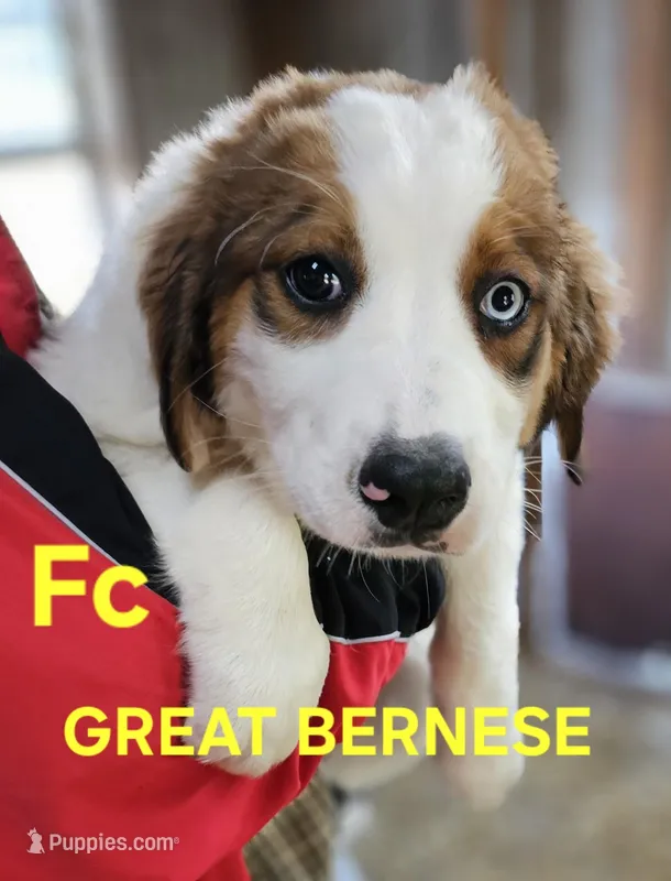 Sophies Fc – Bernese Mountain Dog puppy for sale in Urbana, OH