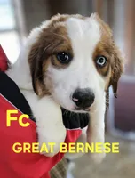 Sophies Fc, a female Bernese Mountain Dog and Great Pyrenees for sale in Urbana, OH – Photo 1 of 8