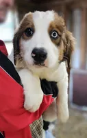 Sophies Fc, a female Bernese Mountain Dog and Great Pyrenees for sale in Urbana, OH – Photo 2 of 8