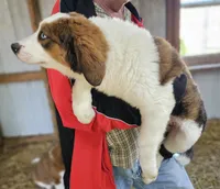Sophies Fc, a female Bernese Mountain Dog and Great Pyrenees for sale in Urbana, OH – Photo 5 of 8