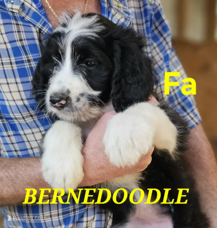 Bernedoo Fa – Bernedoodle puppy for sale in Urbana, OH