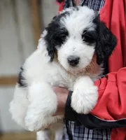 PYREDOODLE Mb, a male Great Pyrenees and Poodle - Standard  for sale in Urbana, OH – 5 of 10