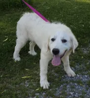 Crissas Female , a female Great Pyrenees for sale in Urbana, OH – 2 of 10