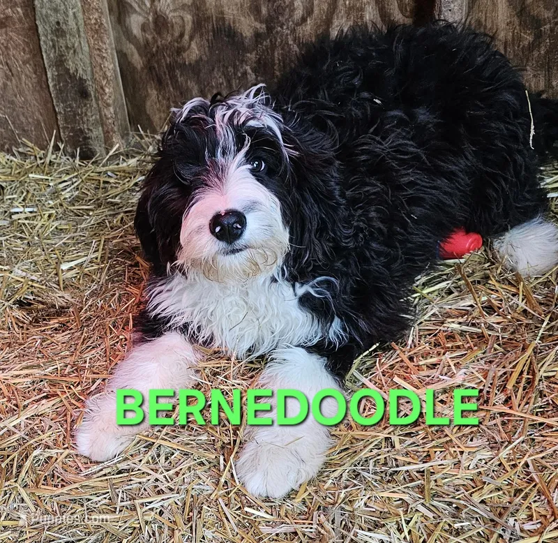 Stellas Fa – Bernedoodle puppy for sale in Urbana, OH