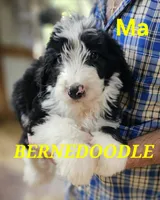 Beredoo Ma, a male Bernedoodle for sale in Urbana, OH – 1 of 10