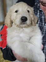 PYREDOODLE Ma, a male Great Pyrenees and Poodle - Standard  for sale in Urbana, OH – 5 of 10