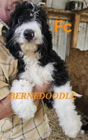 Bernedoodle Fc, a female Bernedoodle for sale in Urbana, OH – 5 of 10