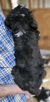 Bernedoo Fc, a female Bernedoodle for sale in Urbana, OH – 5 of 10