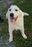 Crissas Female , a female Great Pyrenees for sale in Urbana, OH – 7 of 10