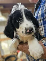 Bernedoo Fa, a female Bernedoodle for sale in Urbana, OH – 3 of 10