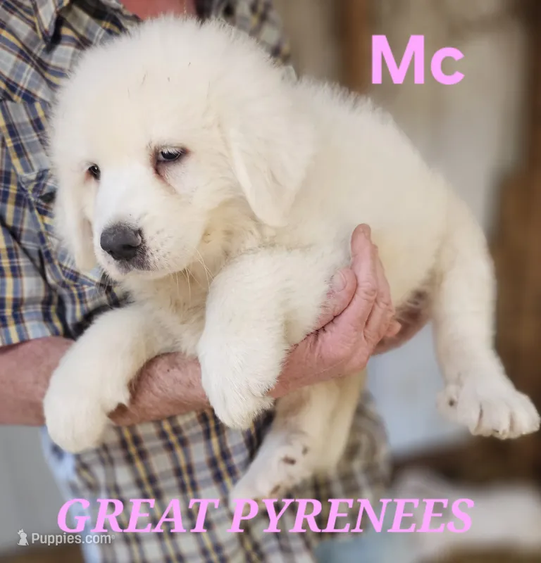 Poppys Mc – Great Pyrenees puppy for sale in Urbana, OH