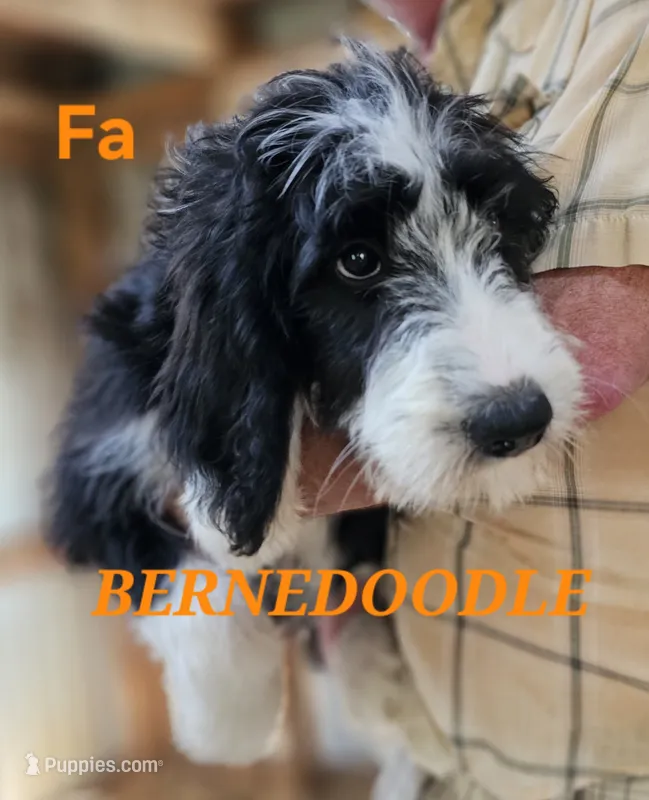 Bernedoodle Fa – Bernedoodle puppy for sale in Urbana, OH