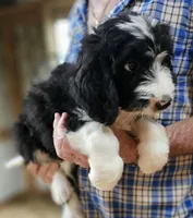 Bernedoo Fb, a female Bernedoodle for sale in Urbana, OH – 5 of 10