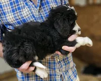 Bernedoo Fc, a female Bernedoodle for sale in Urbana, OH – 10 of 10