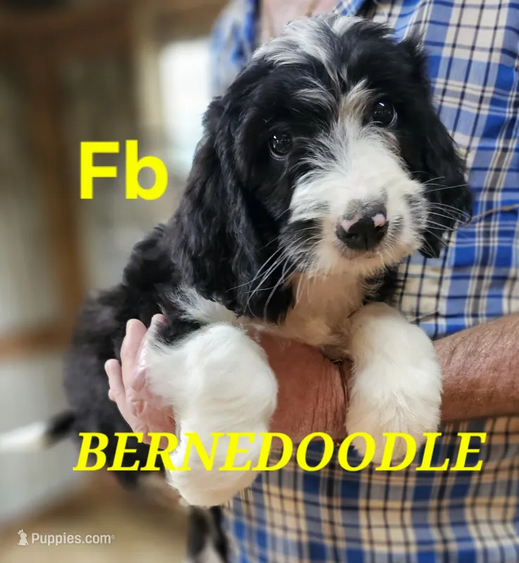 Bernedoo Fb – Bernedoodle puppy for sale in Urbana, OH