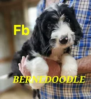 Bernedoo Fb, a female Bernedoodle for sale in Urbana, OH – 1 of 10