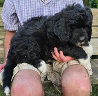 Pup Mc, a male Pyredoodle for sale in Urbana, OH – Photo 9 of 10