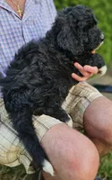 Pup Mc, a male Pyredoodle for sale in Urbana, OH – Photo 4 of 10