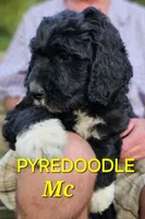 Pup Mc, a male Pyredoodle for sale in Urbana, OH – Photo 2 of 10