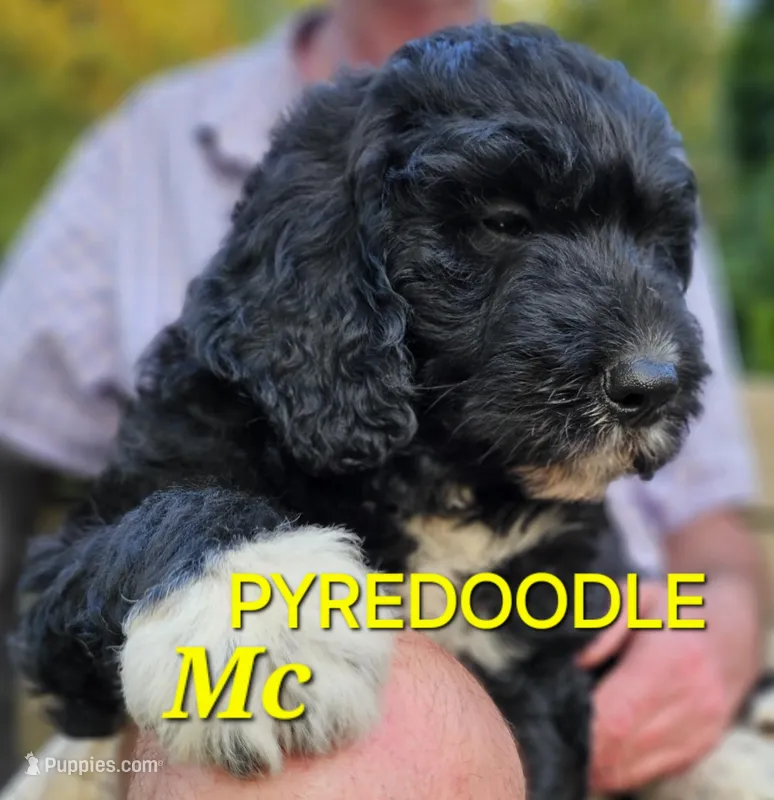 Pup Mc, a male Pyredoodle for sale in Urbana, OH – Photo 1 of 10