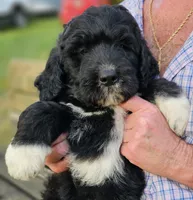 Pup Mc, a male Pyredoodle for sale in Urbana, OH – Photo 7 of 10
