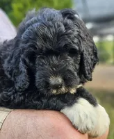 Pup Mc, a male Pyredoodle for sale in Urbana, OH – Photo 6 of 10