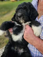 Pup Mc, a male Pyredoodle for sale in Urbana, OH – Photo 8 of 10