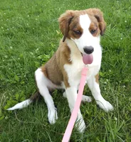 Sophies Fa, a female Bernese Mountain Dog and Great Pyrenees for sale in Urbana, OH – 9 of 10