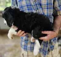 Bernedoo Fb, a female Bernedoodle for sale in Urbana, OH – 9 of 10