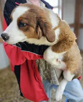 Sophies Fa, a female Bernese Mountain Dog and Great Pyrenees for sale in Urbana, OH – Photo 7 of 10