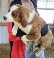 Sophies Fa, a female Bernese Mountain Dog and Great Pyrenees for sale in Urbana, OH – Photo 6 of 10