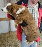 Sophies Fa, a female Bernese Mountain Dog and Great Pyrenees for sale in Urbana, OH – Photo 9 of 10