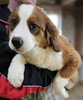 Sophies Fa, a female Bernese Mountain Dog and Great Pyrenees for sale in Urbana, OH – Photo 4 of 10
