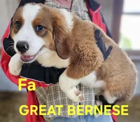 Sophies Fa, a female Bernese Mountain Dog and Great Pyrenees for sale in Urbana, OH – Photo 1 of 10