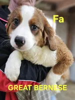 Sophies Fa, a female Bernese Mountain Dog and Great Pyrenees for sale in Urbana, OH – Photo 3 of 10