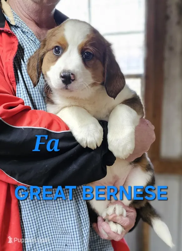 Sophies Fa – Bernese Mountain Dog puppy for sale in Urbana, OH