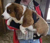 Sophies Fa, a female Bernese Mountain Dog and Great Pyrenees for sale in Urbana, OH – Photo 2 of 10