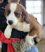 Sophies Fa, a female Bernese Mountain Dog and Great Pyrenees for sale in Urbana, OH – Photo 5 of 10