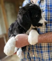 Bernedoo Fc, a female Bernedoodle for sale in Urbana, OH – 6 of 10