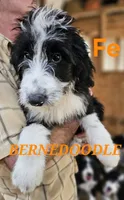 Bernedoodle Fe, a female Bernedoodle for sale in Urbana, OH – 2 of 10